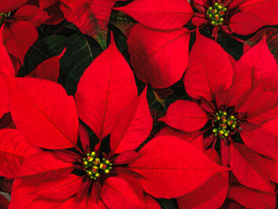 Poinsettia 6.5"- 8.5" - 10" planters