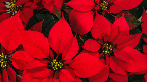 Poinsettia 6.5"- 8.5" - 10" planters